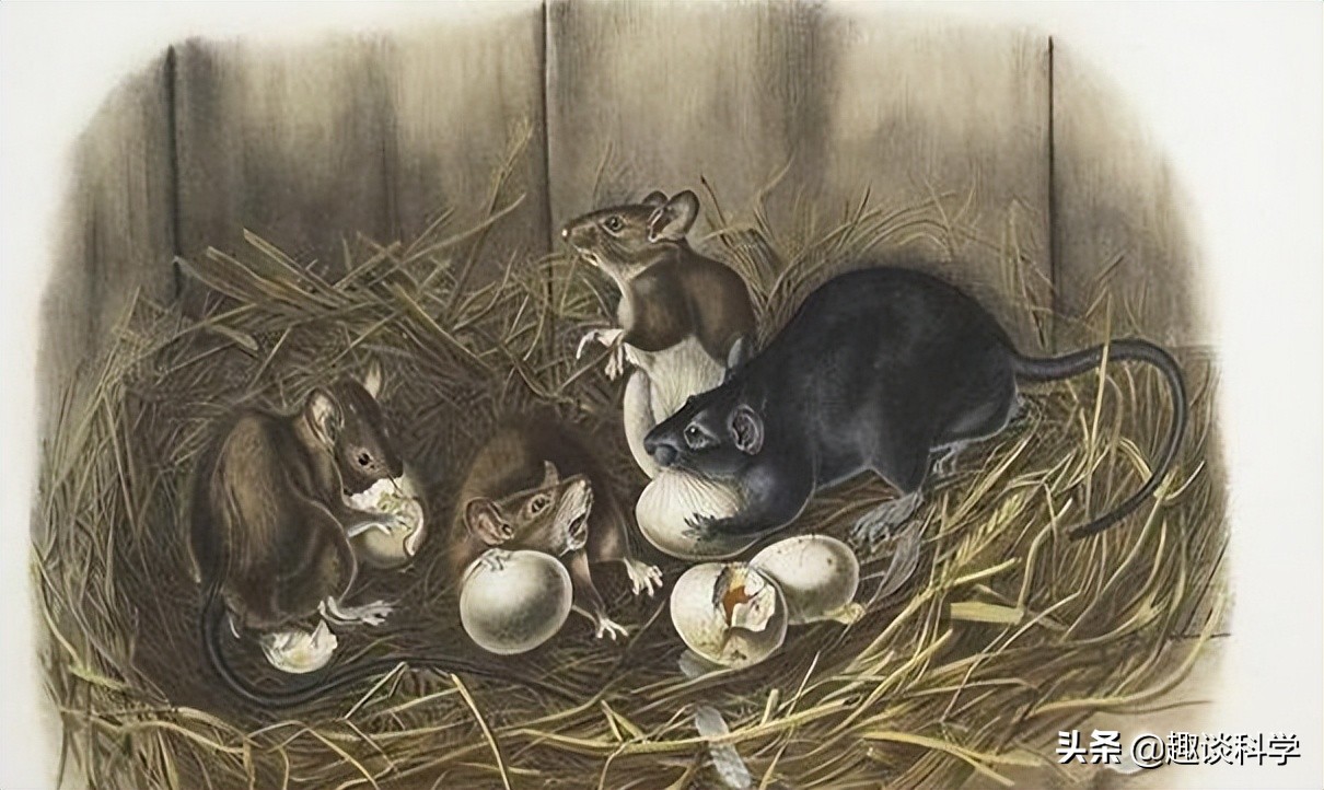 40斤大蟒蛇被树藤困住,广西巨蟒事件