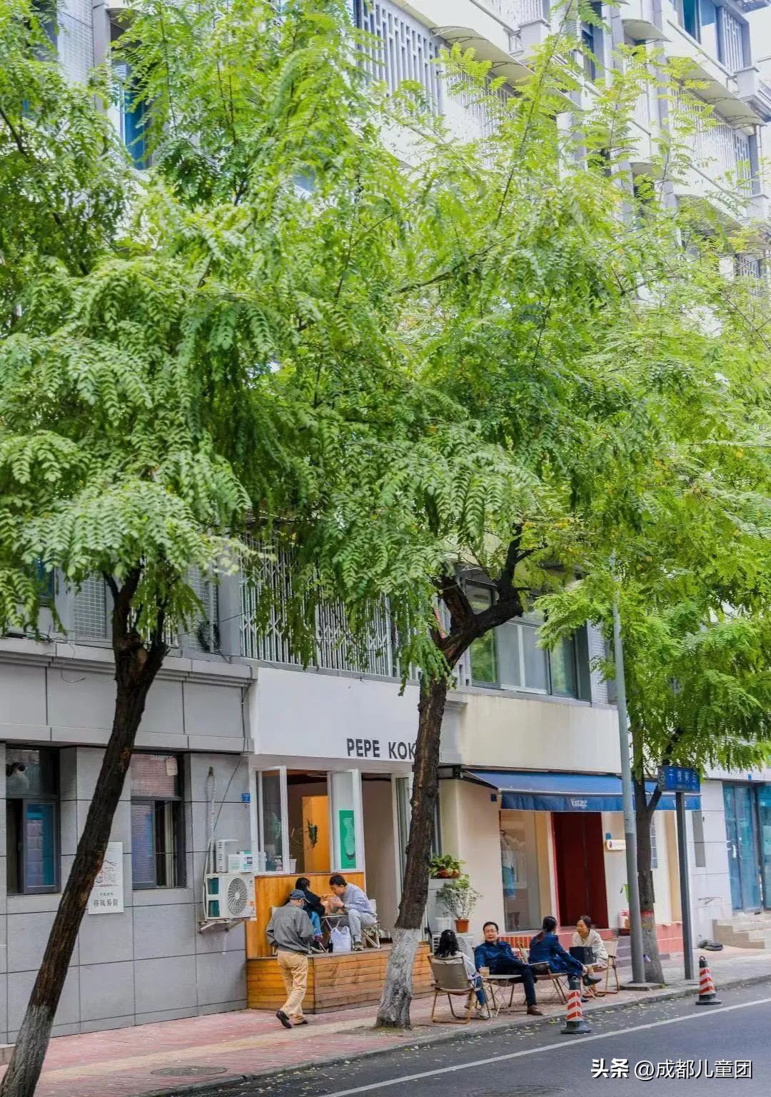 路边的银杏树是什么品种,银杏行道树