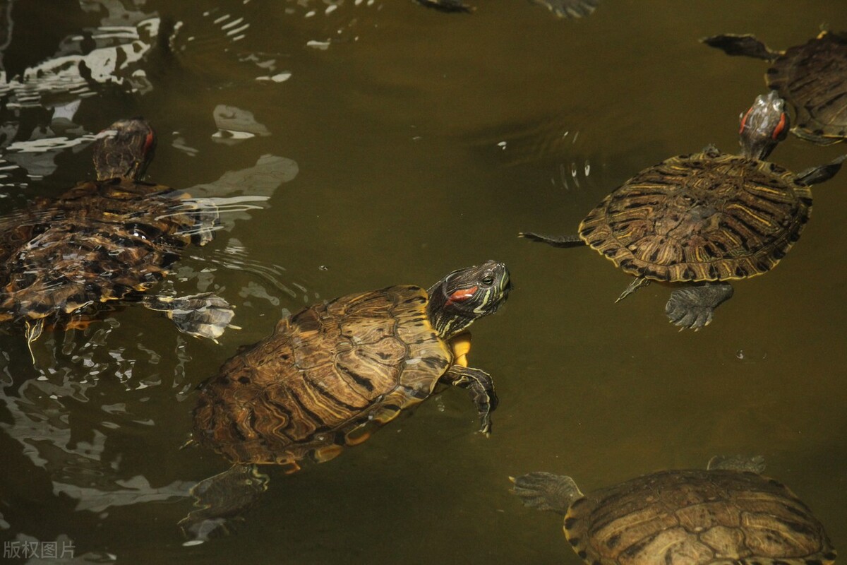 巴西龟喜欢吃什么食物啊,乌龟巴西龟最爱吃什么