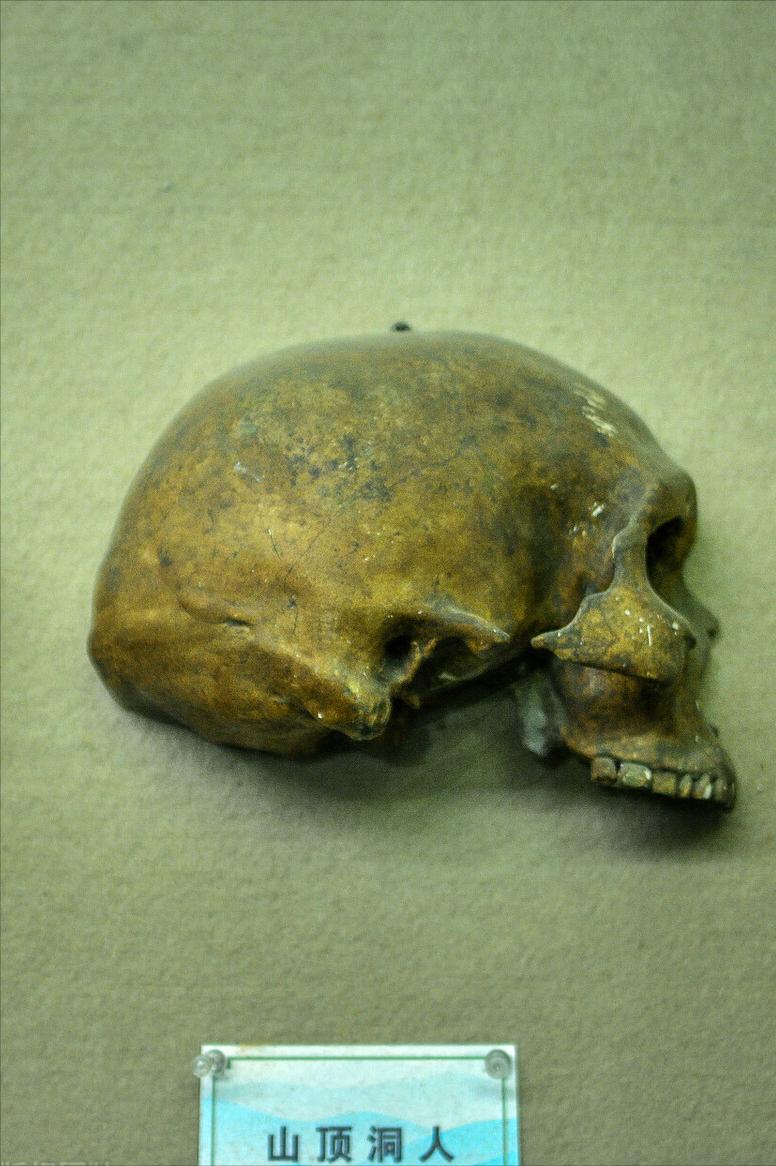 山顶洞人在世界上的地位,历史山顶洞人的样貌特征