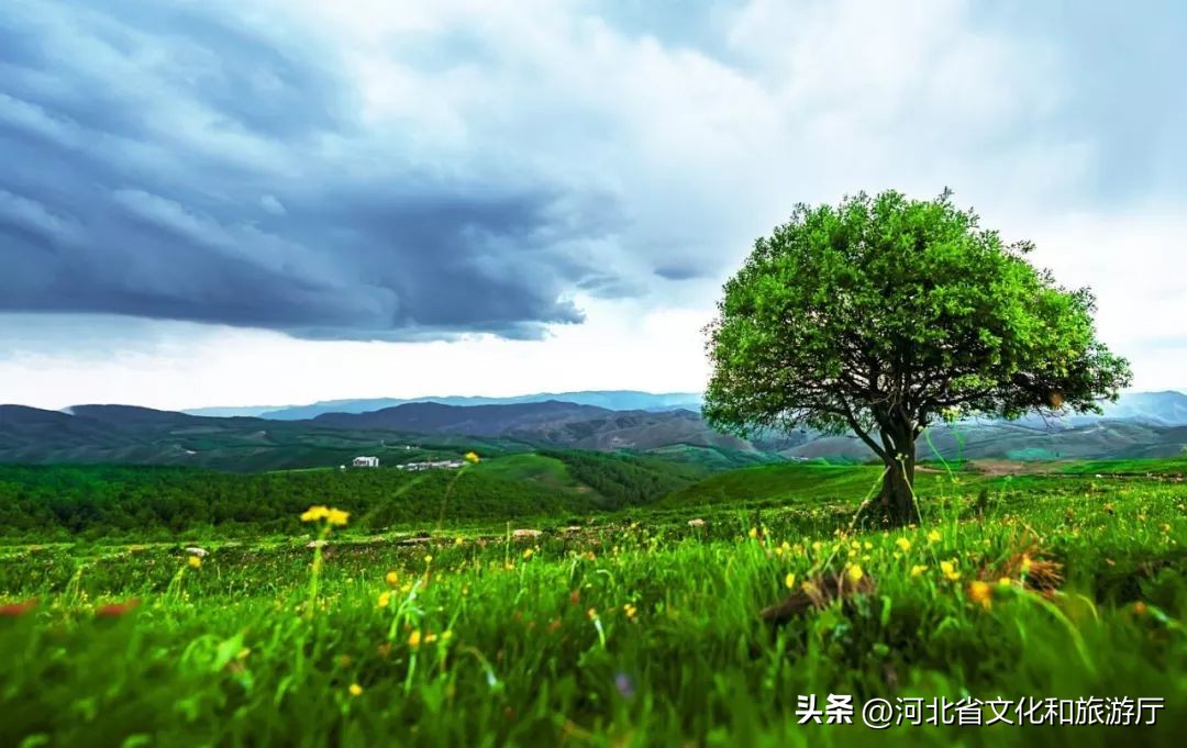 *情纵**草原畅玩河北|风车,草甸,银河……在河北的草原上拥抱无尽诗意与浪漫