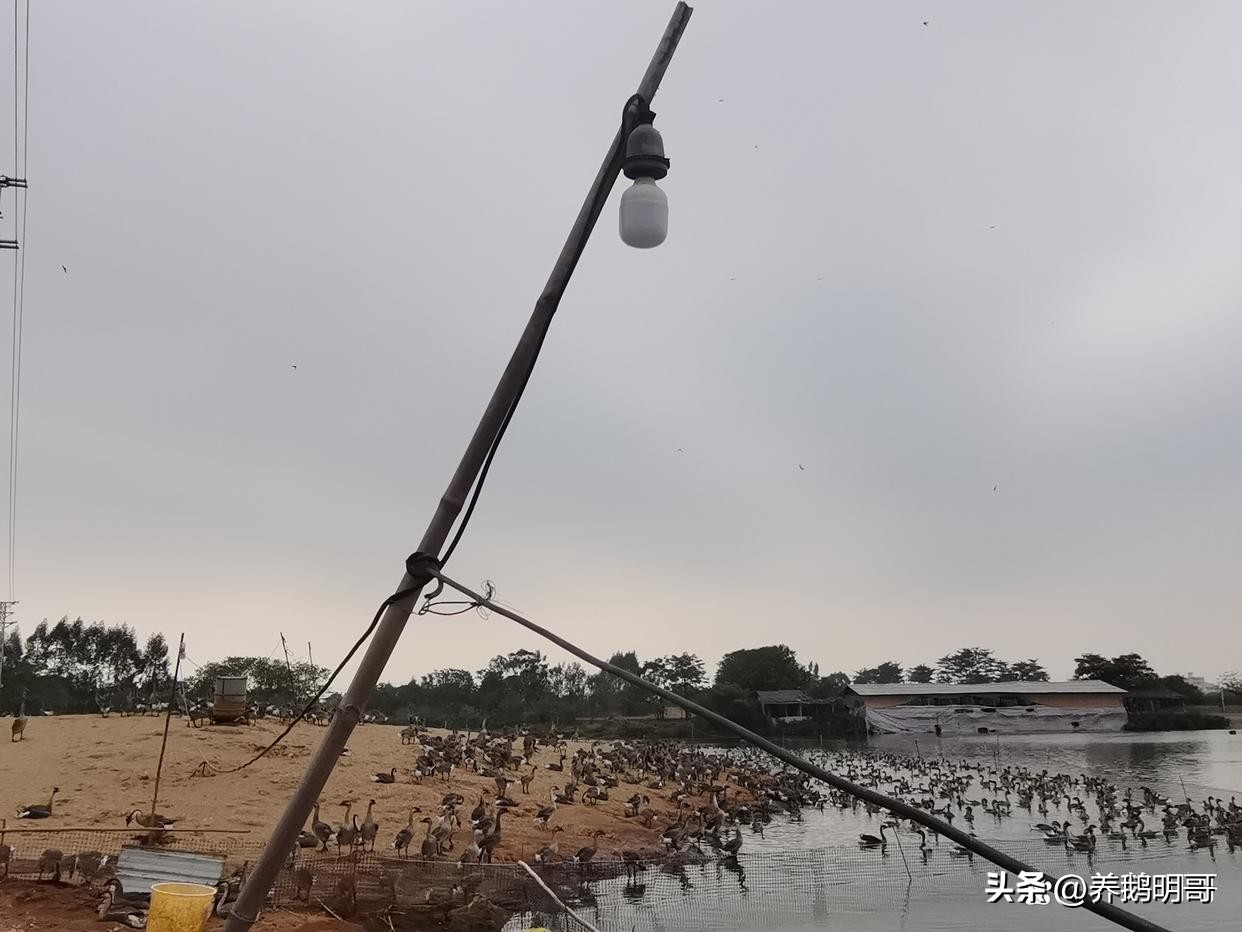 赤壁50亩鱼塘承包费一年要多少钱,25亩鱼塘承包要多少租金