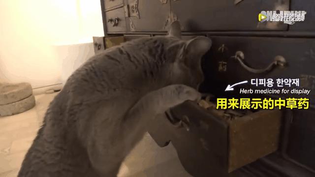 怎么给猫用中医把脉,中医给猫咪吃中药