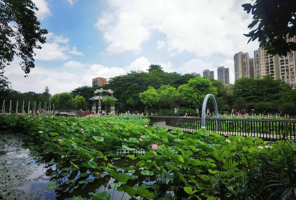 佛山最美荷花景区,佛山荷花世界游玩攻略