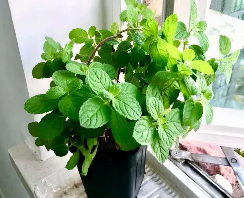 6种花适合养在卫生间吸潮气,家里有卫生间一定要养一盆