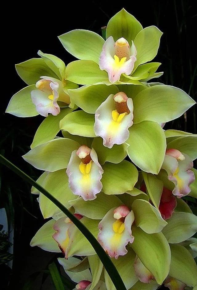 十种最有名的兰花图片,最美的100种兰花图片