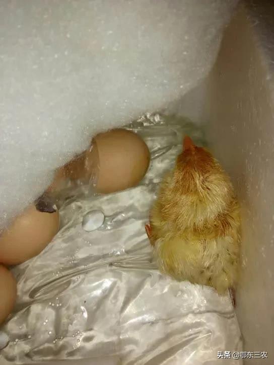 家里什么东西可以用来孵化小鸡,孵小鸡教程简单泡沫箱
