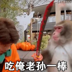 上方山周边遇见野猴,在野外遇见野猴该怎么办