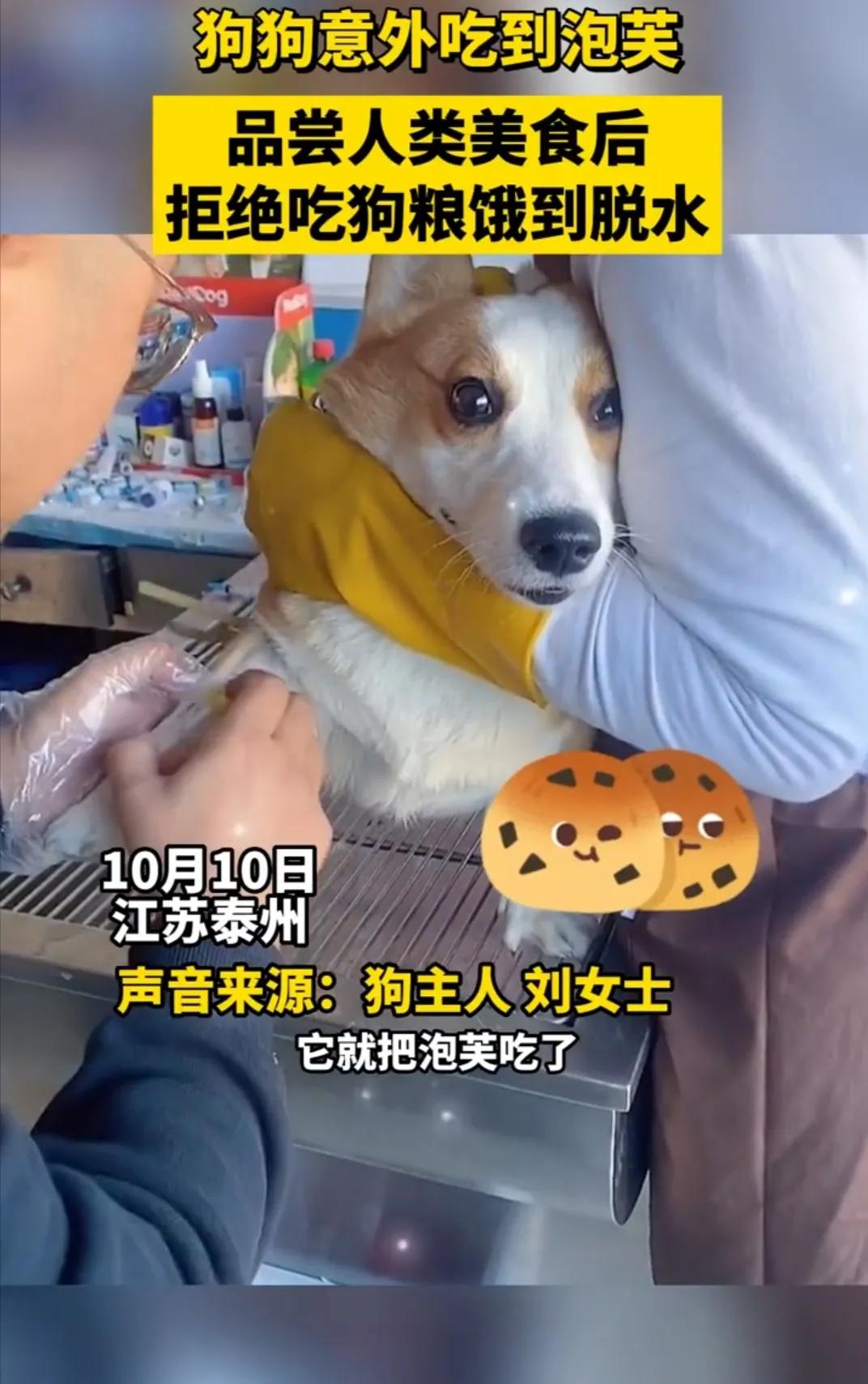 狗吃了泡芙不吃狗粮了怎么回事,狗吃泡芙后不吃狗粮