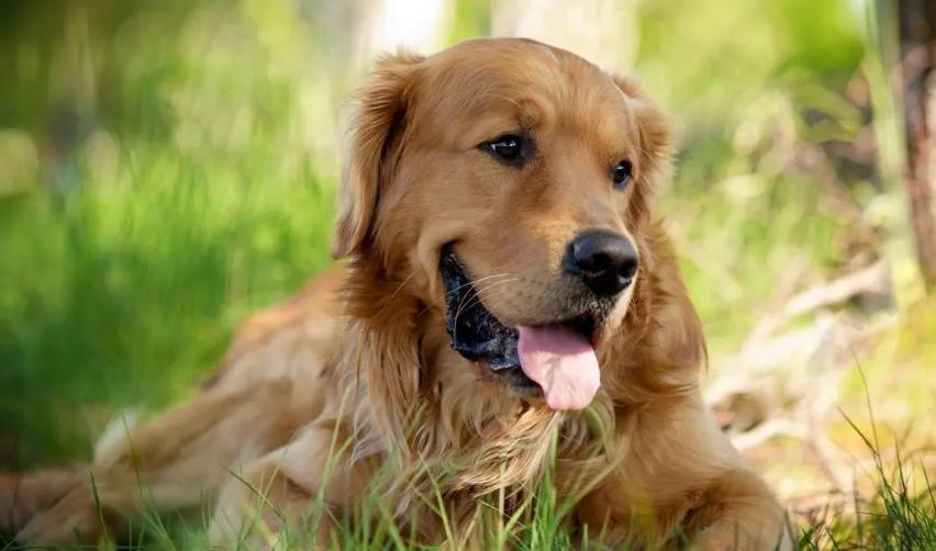 12星座各自都配什么狗狗,什么星座适合养什么狗狗