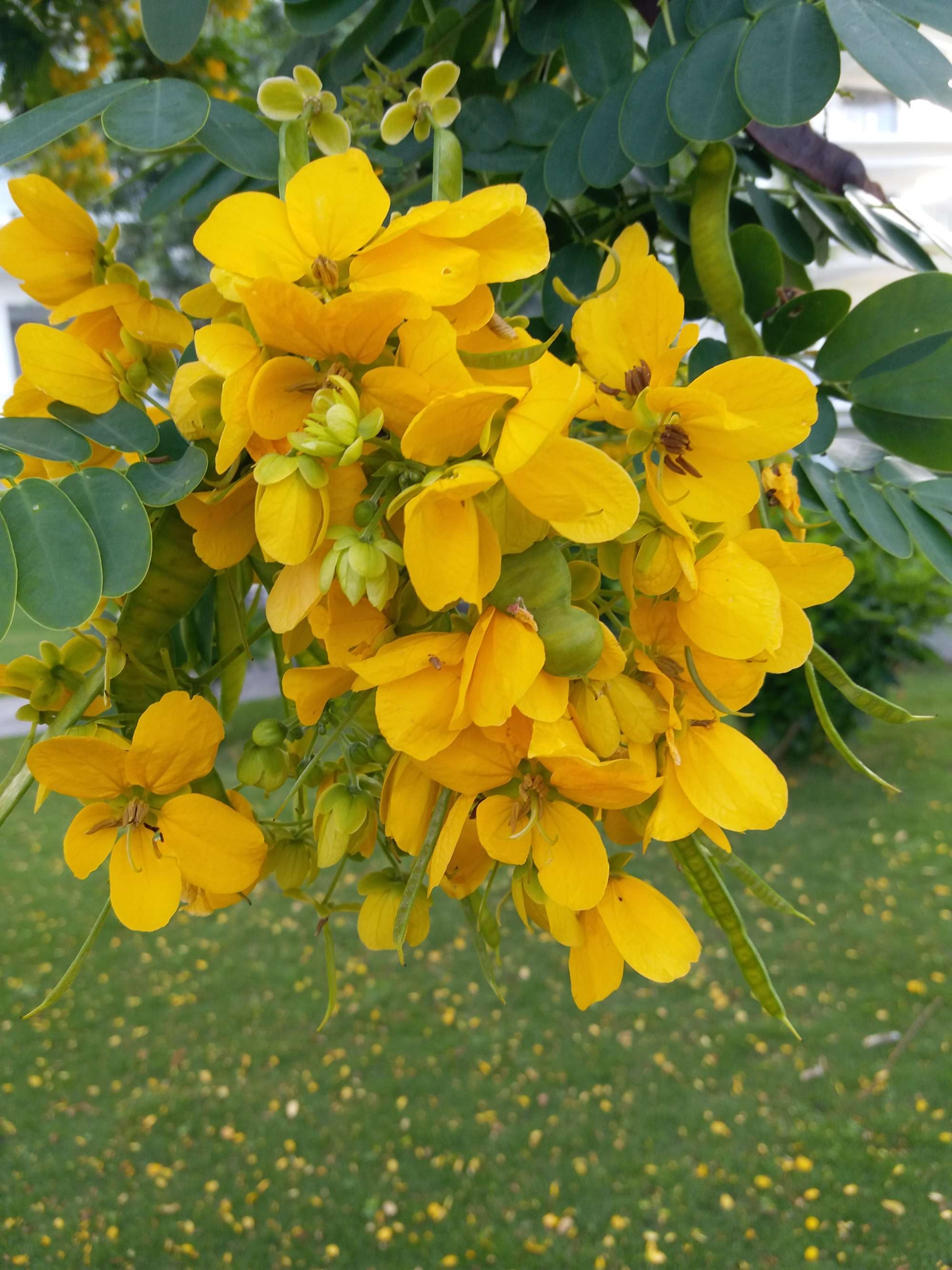 圆梦之园一一我的波波利海岸,下篇