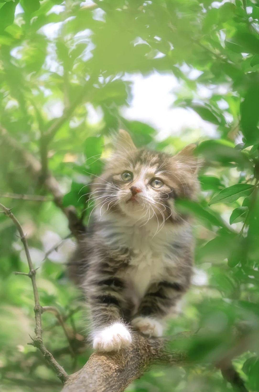 治愈系壁纸｜132张可爱小猫咪的样子