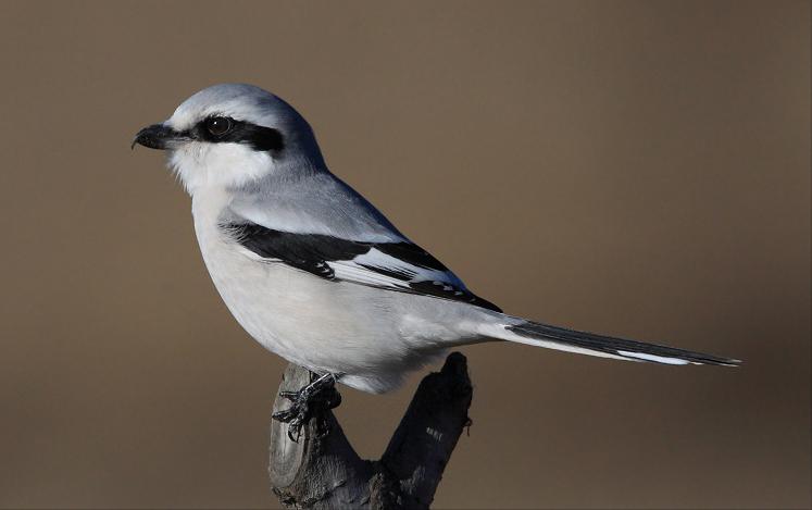 鸟儿大全高清图,高清珍稀鸟动态图片大全