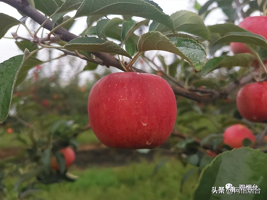 烟台苹果苗哪个最好栽,烟台地区苹果树苗新品种