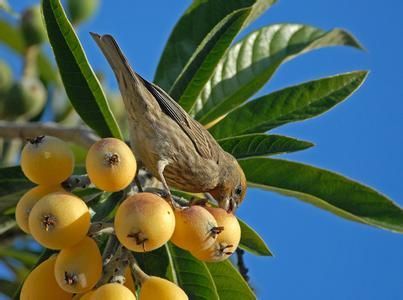 载酒西园醉枇杷一树金,东园载酒西园醉的下一句
