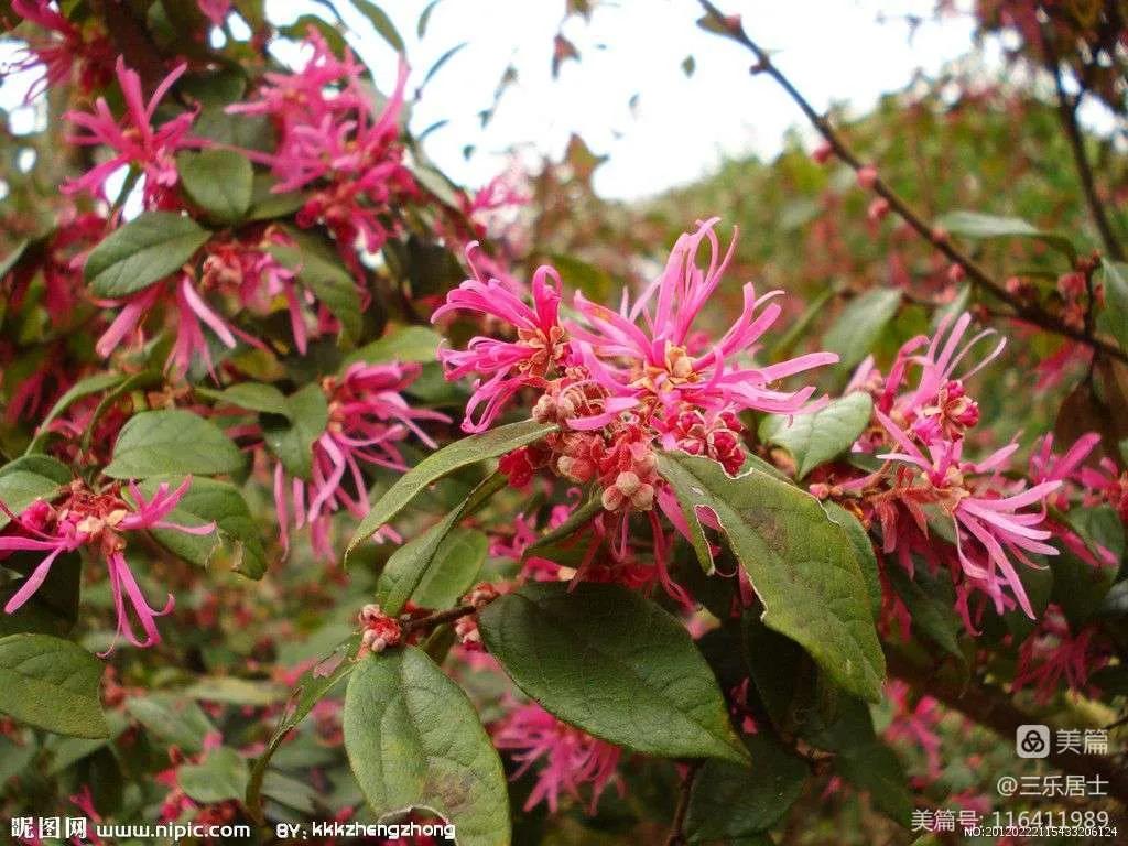 红花檵木的历史故事,白花檵木