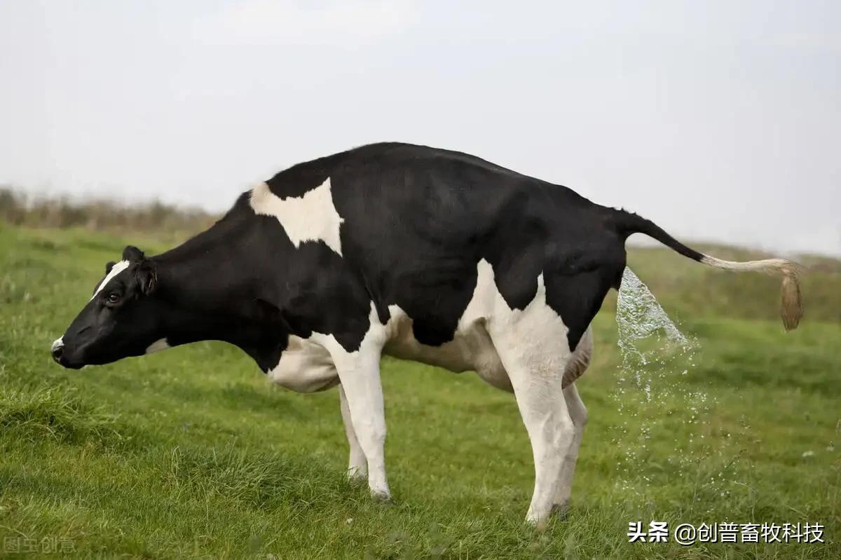 犊牛的生理特点及护理要点,犊牛死亡率高怎么办