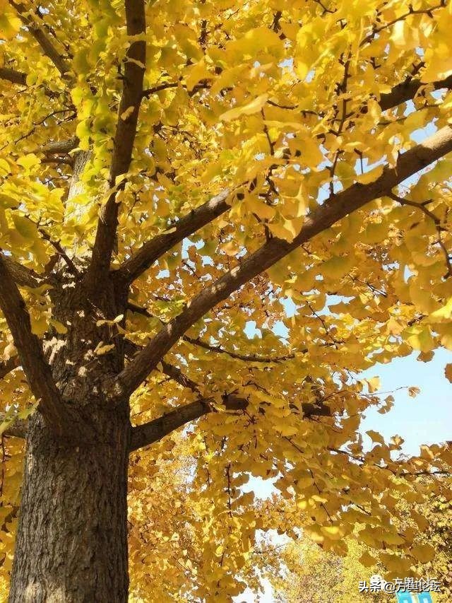 宸＄ぜ2019,宸＄ぜ2018