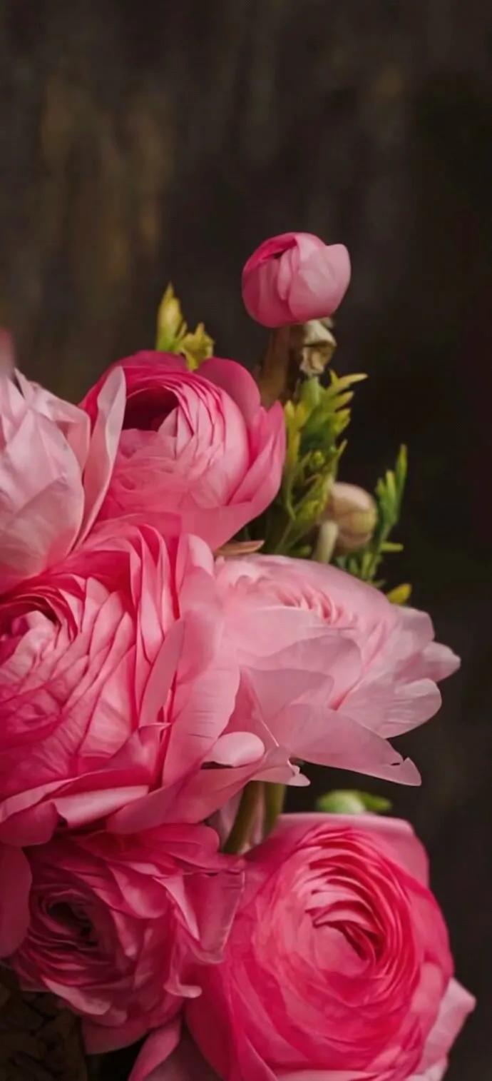 上班励志高清壁纸4k全屏电脑壁纸,黑鲨壁纸动态壁纸高清全屏90帧