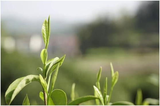 茶叶怎么买才知道是好茶,买茶时要留意这5种茶