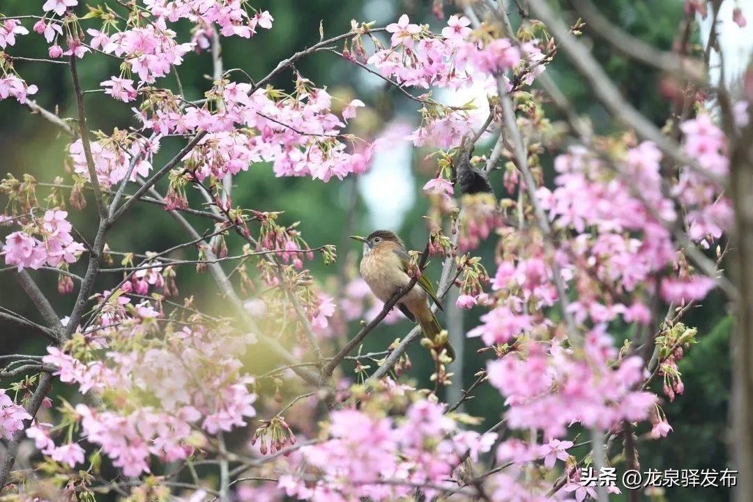创建天府旅游名县射洪在行动,创建天府旅游名县倒计时1天