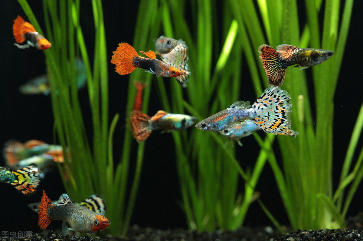 养鱼先养水的秘诀,养鱼先养水用什么药