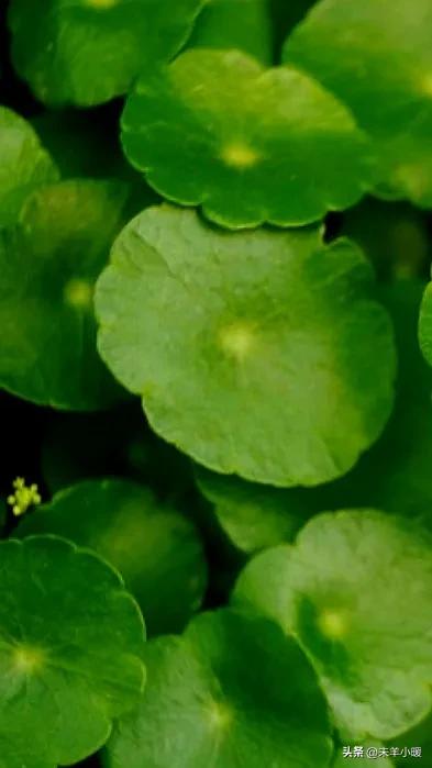 最美的手机壁纸大全,养眼养心的壁纸