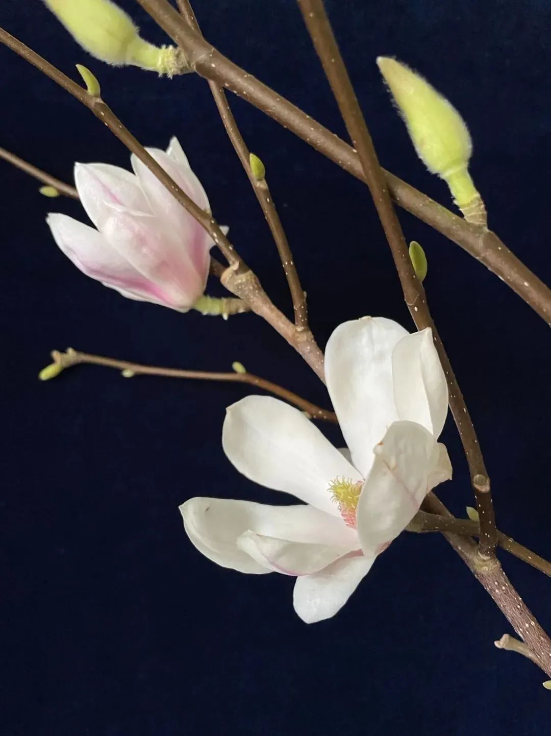 鲜花在水里能养几天会死,新加坡盆栽花卉怎么养