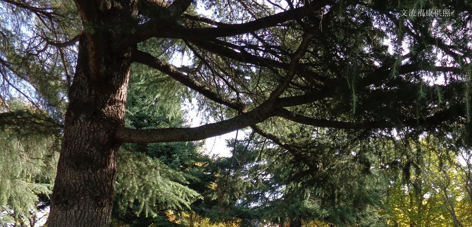 记忆里的南京七三四厂绿化景观