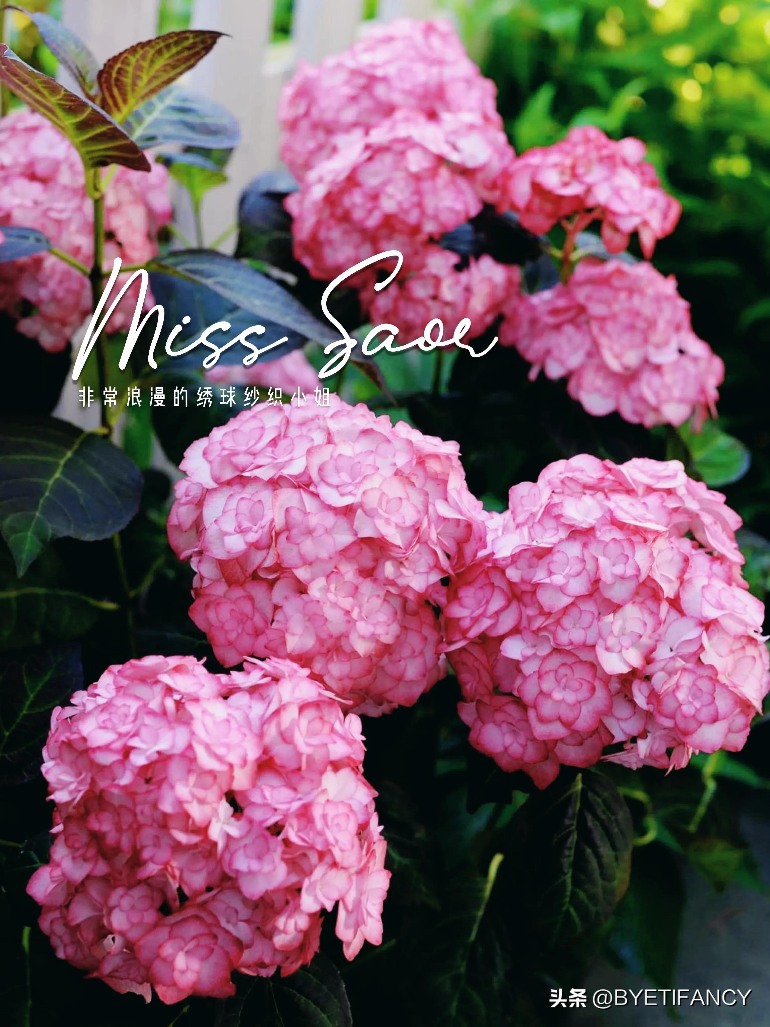 纱织小姐绣球好养吗,纱织小姐与塞布丽娜绣球区别