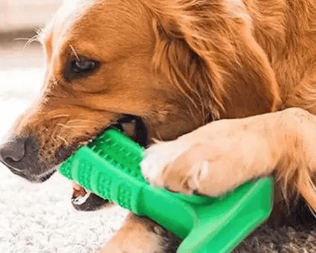 家里养宠物怎么清洁皮肤,养宠物如何保持家里干净整洁