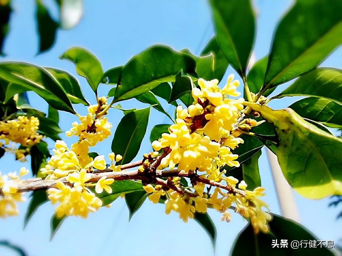 西湖荷花诗句古诗大全,荷花美景的诗句大全