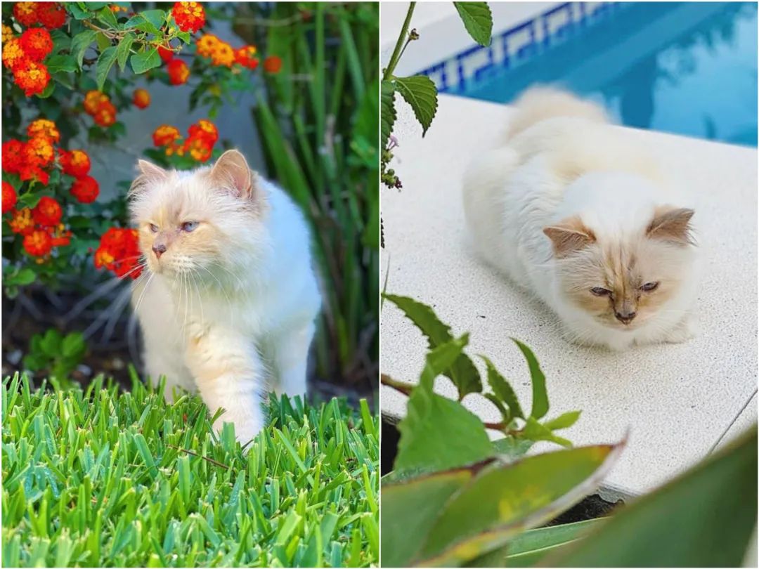 刘雯邓文迪,邓文迪杨紫琼