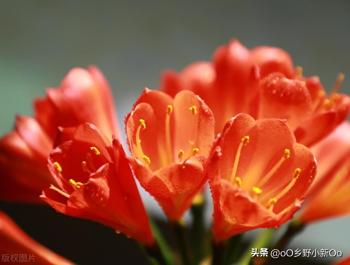 养君子兰老是烂根怎么办,养君子兰有好多小飞虫怎样治