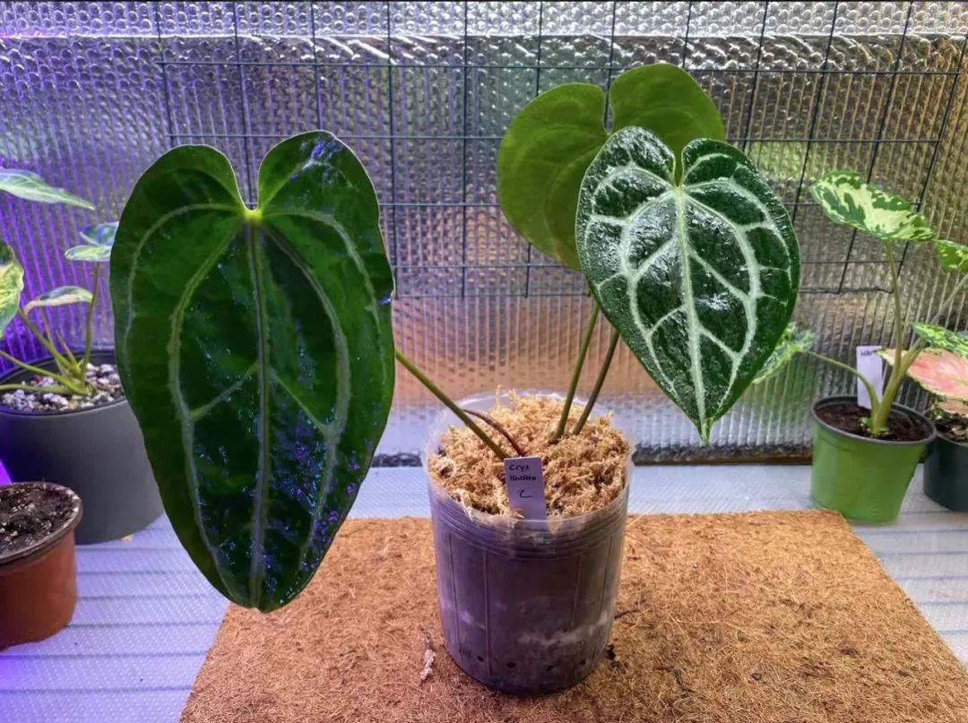 适合家中养的绿植大盆栽耐干旱,最好养的客厅绿植大盆栽