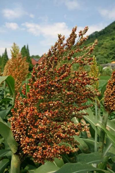 高粱品种图片大全,高粱乌米图片