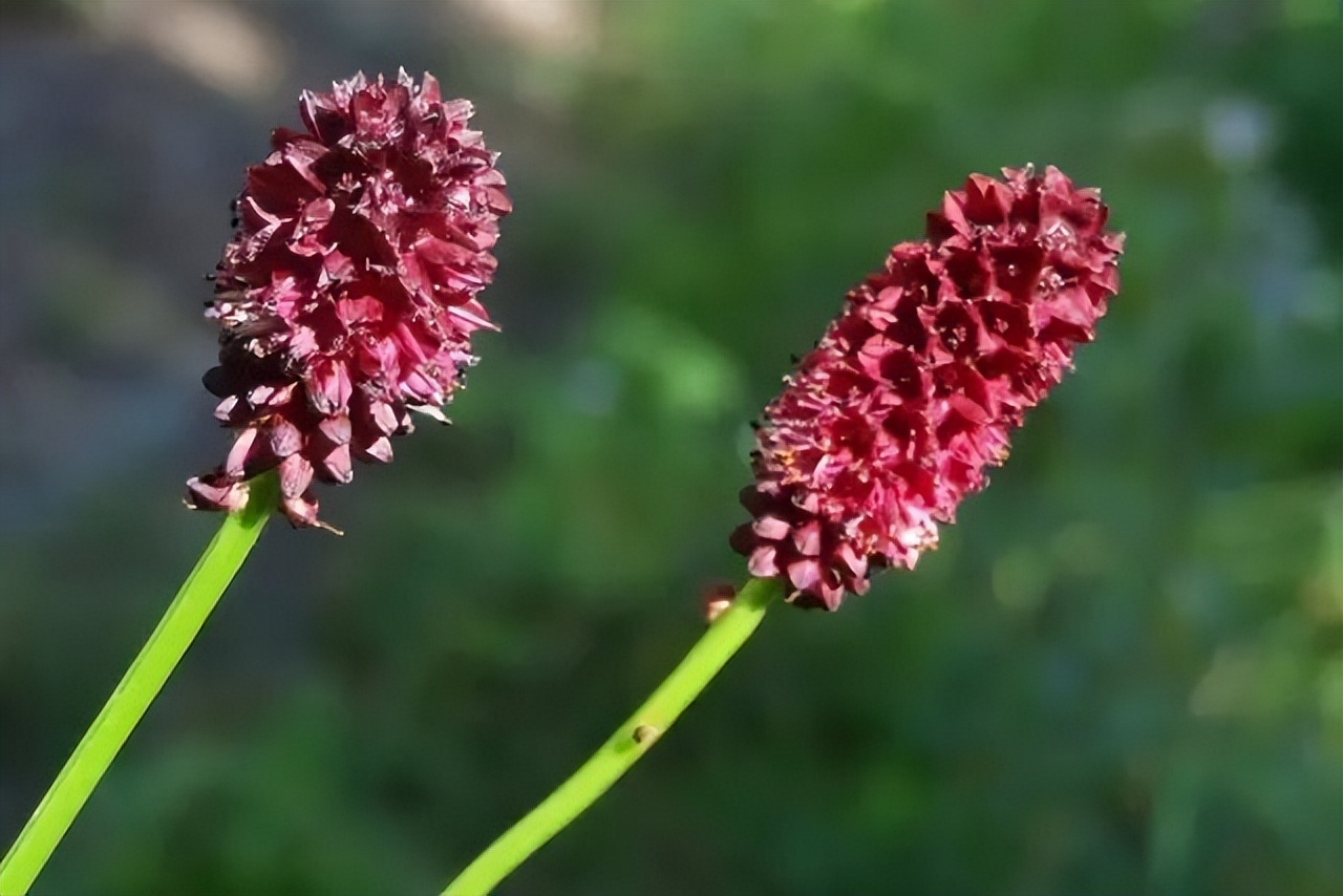 150种常见药用植物大全,150余种常见药用植物花期组图