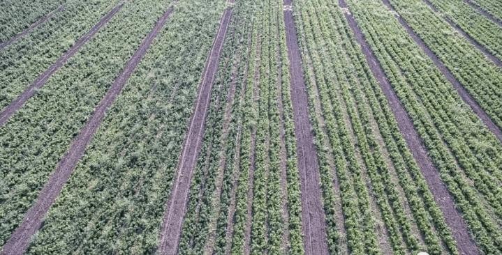 2006年日企在中国租1500亩地，5年不种庄稼，项目最后入不敷出