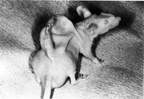 人类简史从动物到上帝读书心得,人类简史从动物到上帝阅读总结