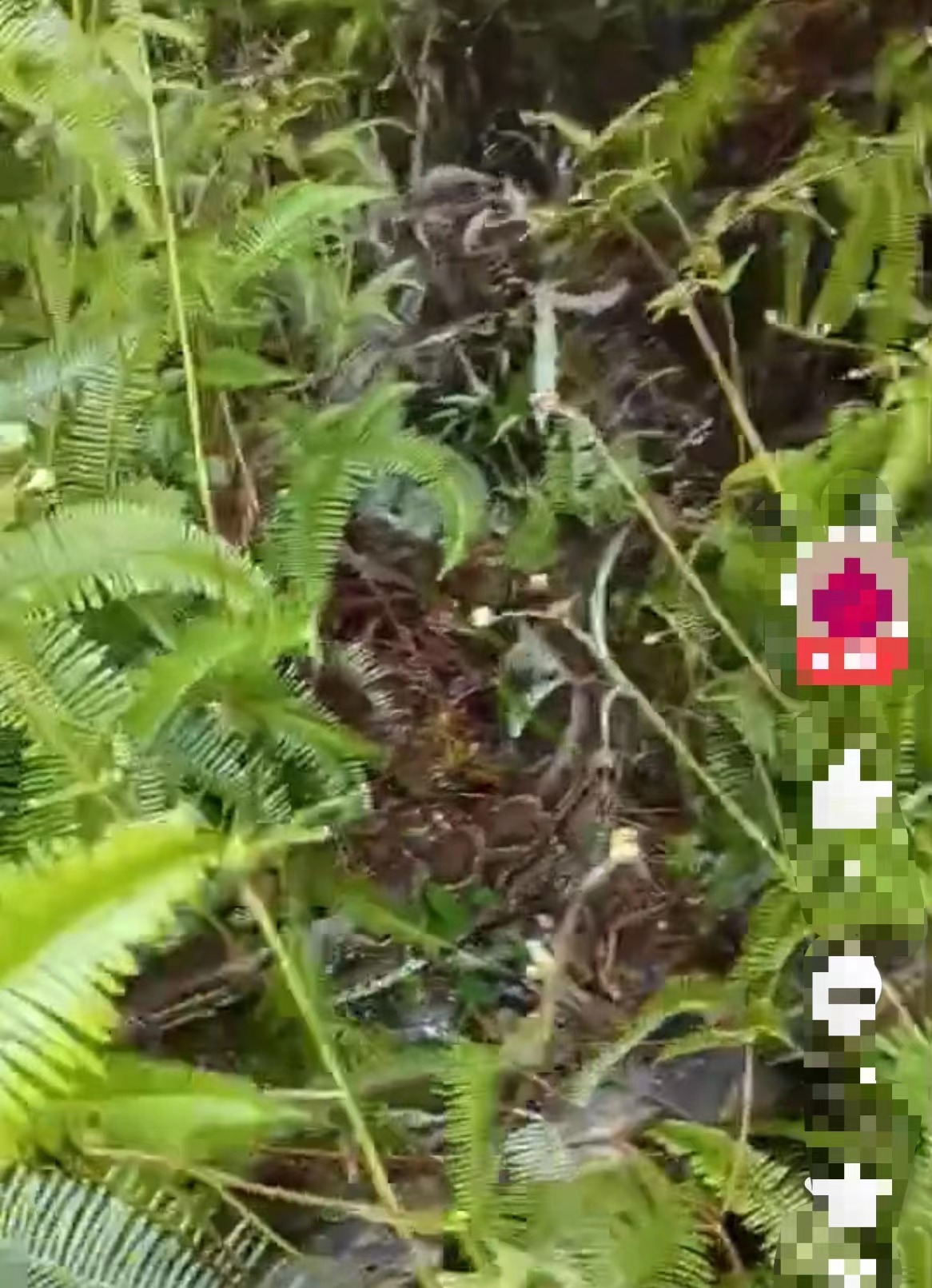 男子扫墓遇见大蛇熊猫头,男子扫墓时遇见鳄鱼蛇王