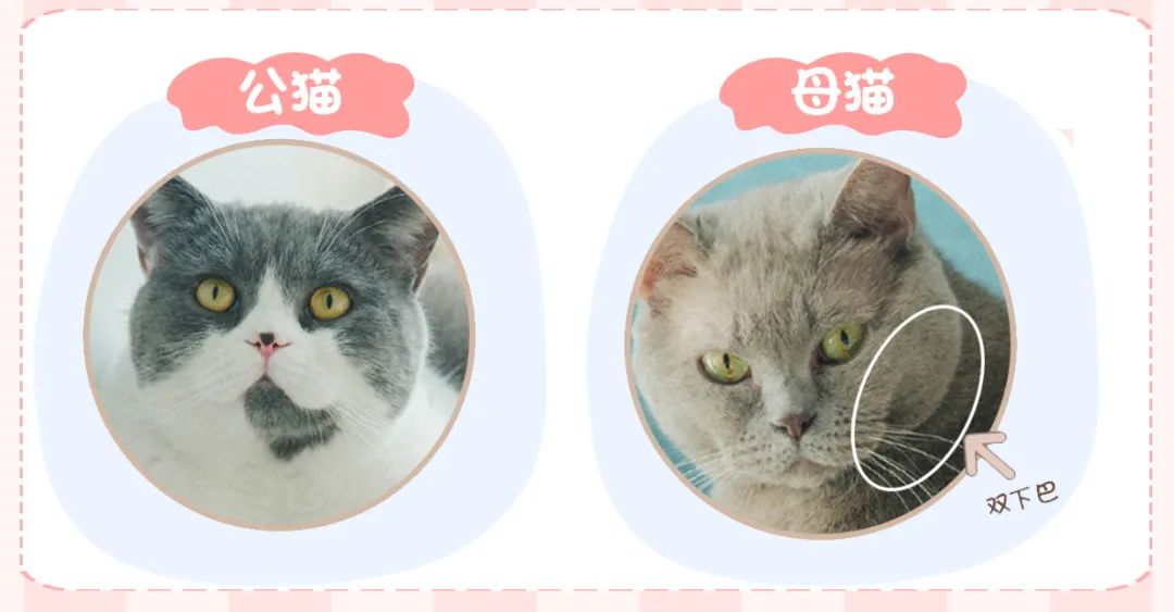 新手常见的害猫行为,看似爱猫实测害猫的五个行为