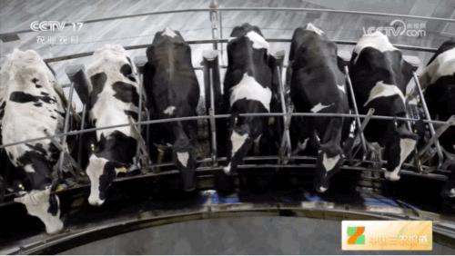 快来围观！坐着“旋转木马”挤奶的“牛”场面你见过吗？