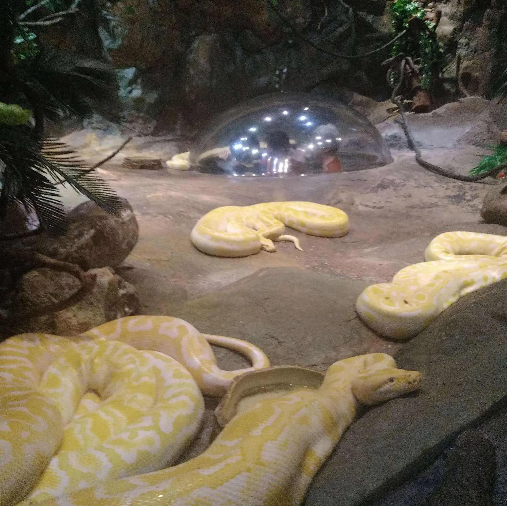 广州长隆野生动物世界有大象吗,广州长隆野生动物世界有多少动物