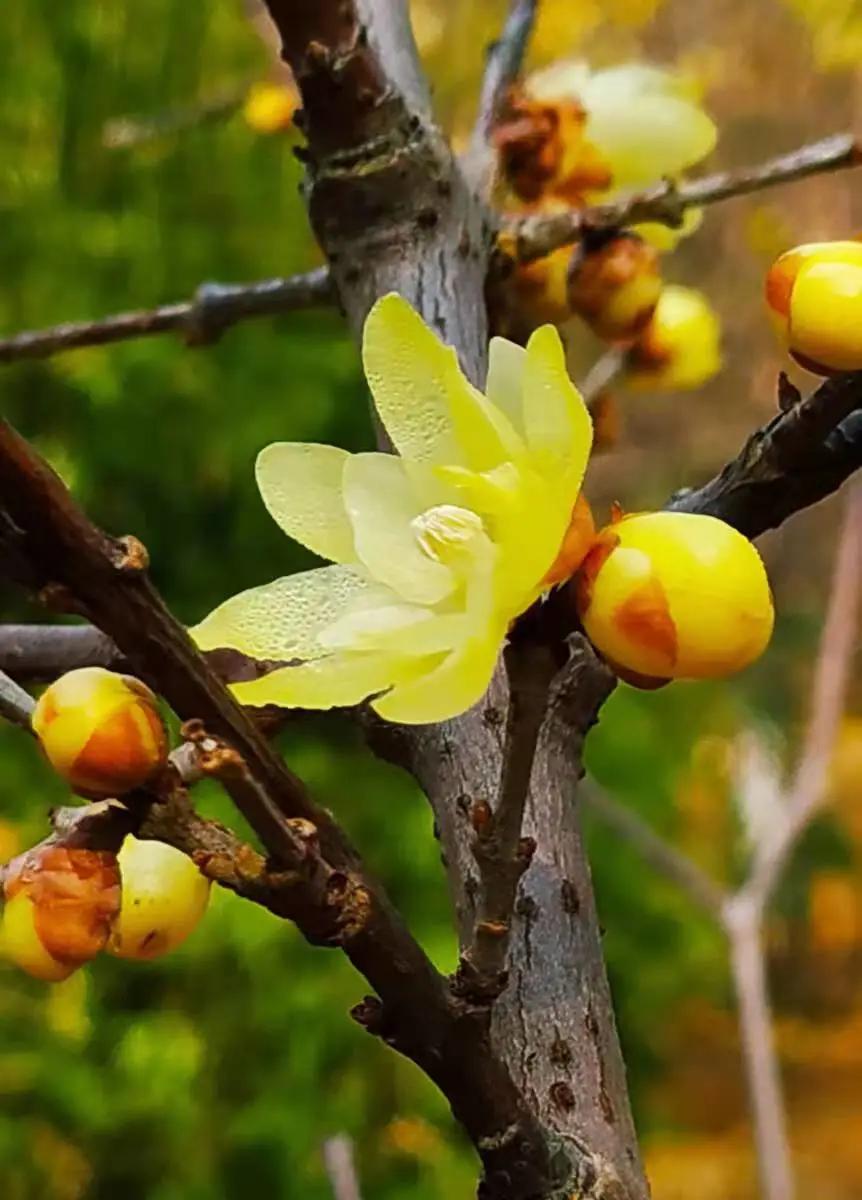 这个季节去哪里玩最合适昆明周边,昆明周边过年旅游推荐