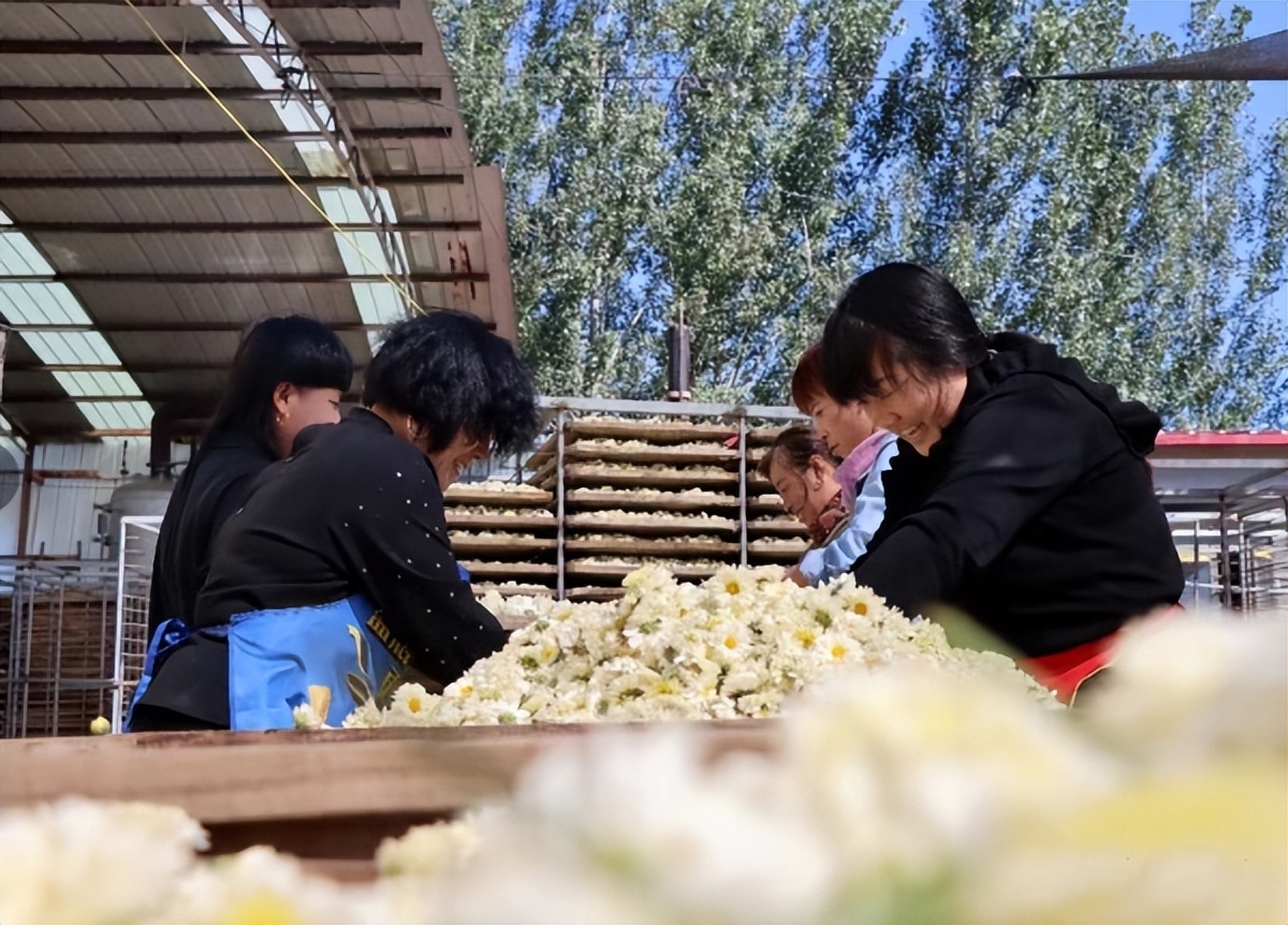 品质好销路广收益高卢龙县后坨村飘来阵阵花香