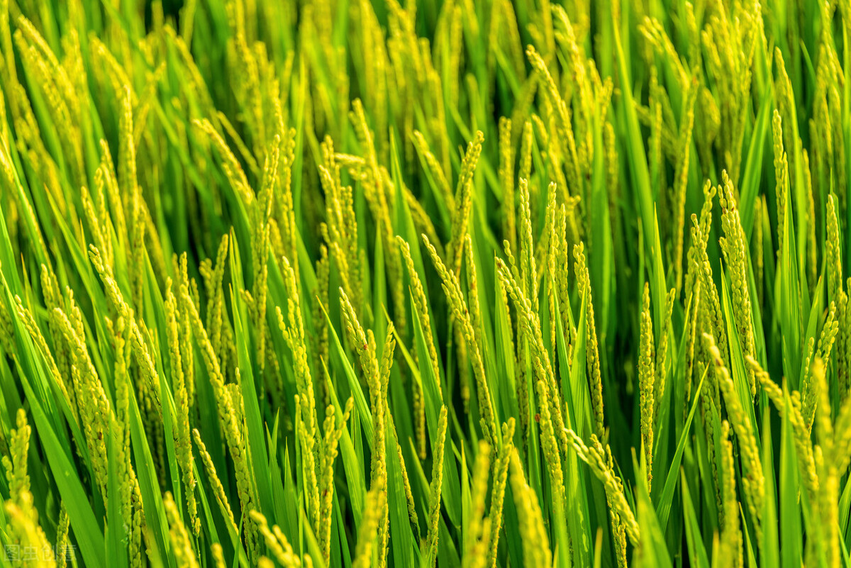 旷野中歌曲,旷野中