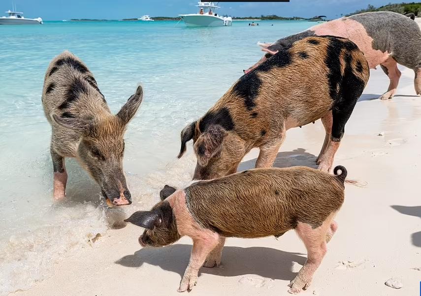 世界排名前5名海滩美景,世界十大顶级海滩排名前十