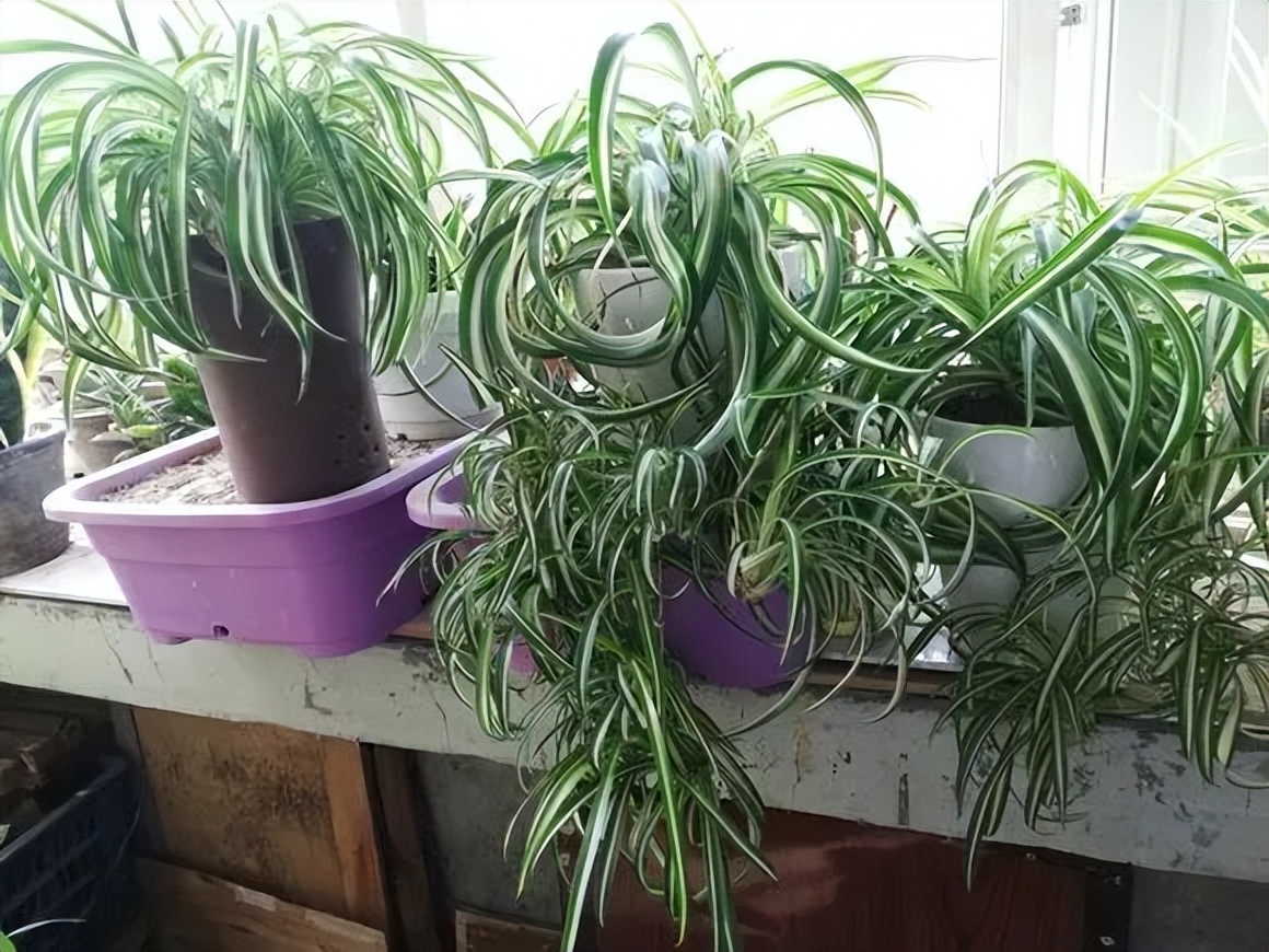 种什么蔬菜可吸甲醛,适合家庭种植的除甲醛植物