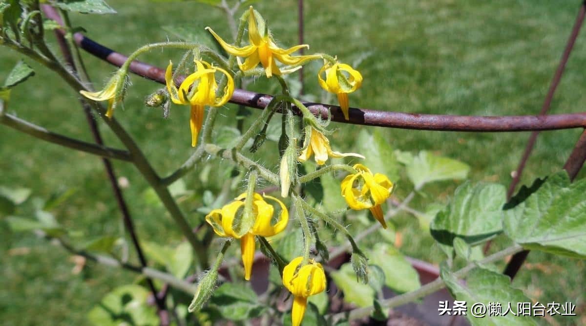 阳台西红柿长得高但不结果,光照不足西红柿疯长不结果怎么办