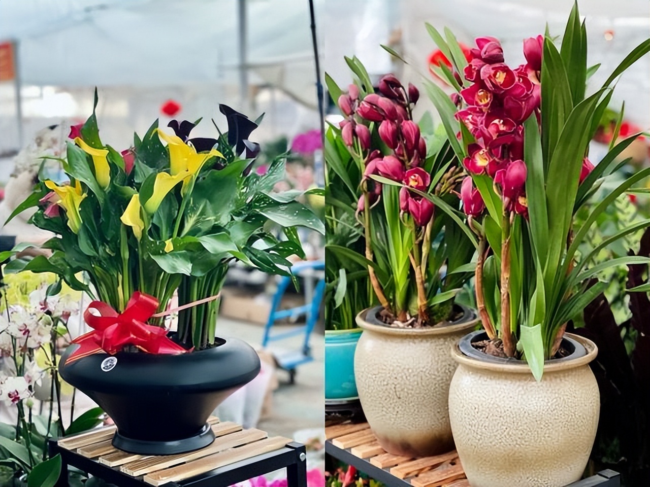 家里养花花草草便宜好养推荐,最便宜又好养的4种花草